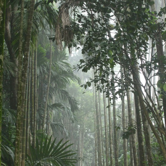 Why Corporations Must Show Up for COP30
