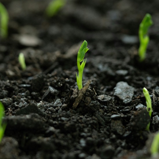 Why Syngenta’s AI Partnership Could Redefine the Seed Business