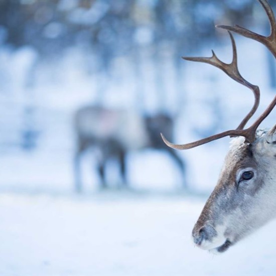 Finland’s Reindeer Go Digital: How Elisa Brought IoT Tracking to the Arctic
