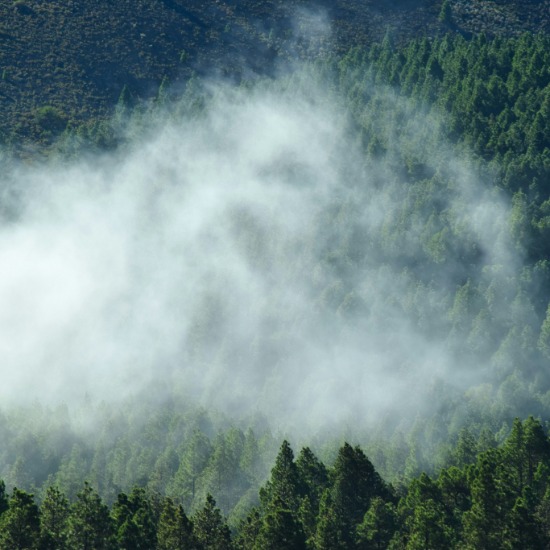 Europe has better wildfire technology but too few people to manage its forests