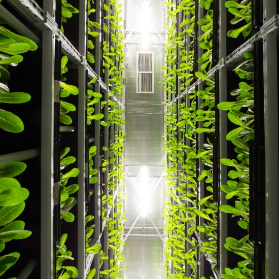 Whatever happened to the vertical farming revolution?