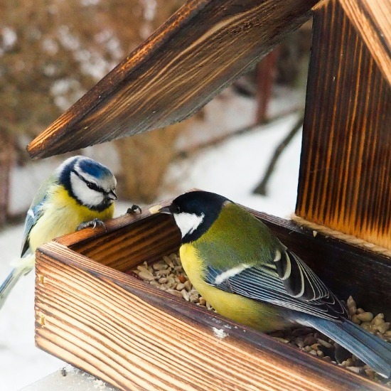 MTN Weekend: What to look for in an AI smart bird feeder