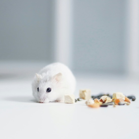 Inside the mice growing human brain tissue