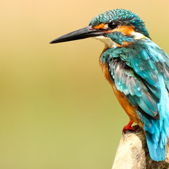 MTN Weekend: What a kingfisher, a mosquito and a shark taught engineers