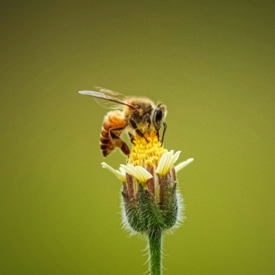 Listening to the hive: how AI and smart sensors monitor bee health